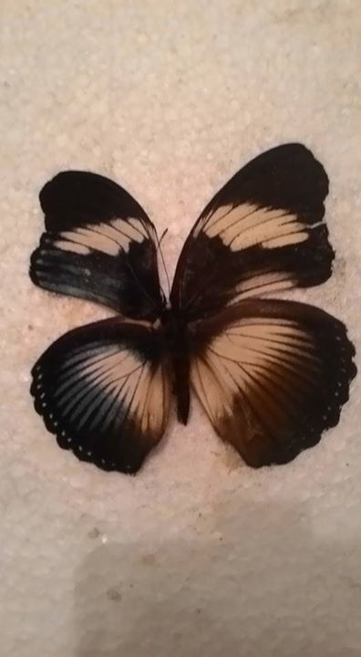 Hypolimnas salmacis (bilateral gynandromorph) (Internet Image property of respective owner, non-commercial use only)